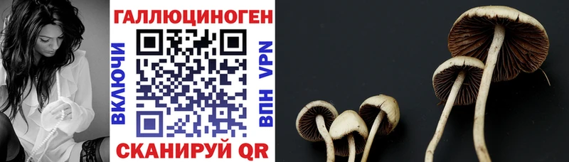 Псилоцибиновые грибы Psilocybe  это телеграм  Энем 